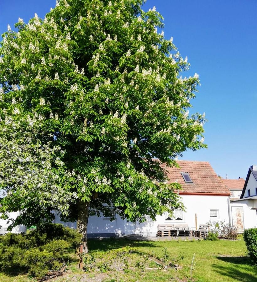 Gross Sarchen Ferienwohnung Lodig المظهر الخارجي الصورة