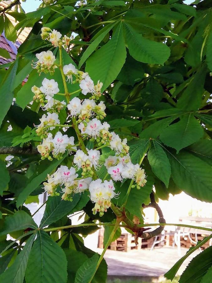 Gross Sarchen Ferienwohnung Lodig المظهر الخارجي الصورة
